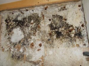 Mold Spores Your Hvac System And Home Help Mold Spores Your Hvac System And Home