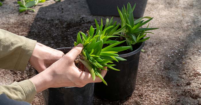 A great way to reduce indoor humidity is to take your indoor plants outside.