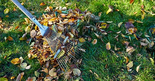 Image: a rake gathering fallen leaves.