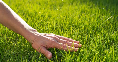 Image: a person caressing their lush grass.